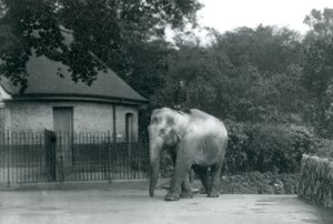 Syed Ali entrenando a Indiarani, mientras otros empleados y cuidadores observan, Zoológico de Londres, junio de 1922 de Frederick William Bond